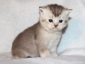 Серебристый окрас британских кошек: фото, стандарт породы. Серебристые британские кошки, коты, котята: виды окрасов. Британцы серебристые: стандарт окраса (британцы серебро: британские котята, коты, кошки)